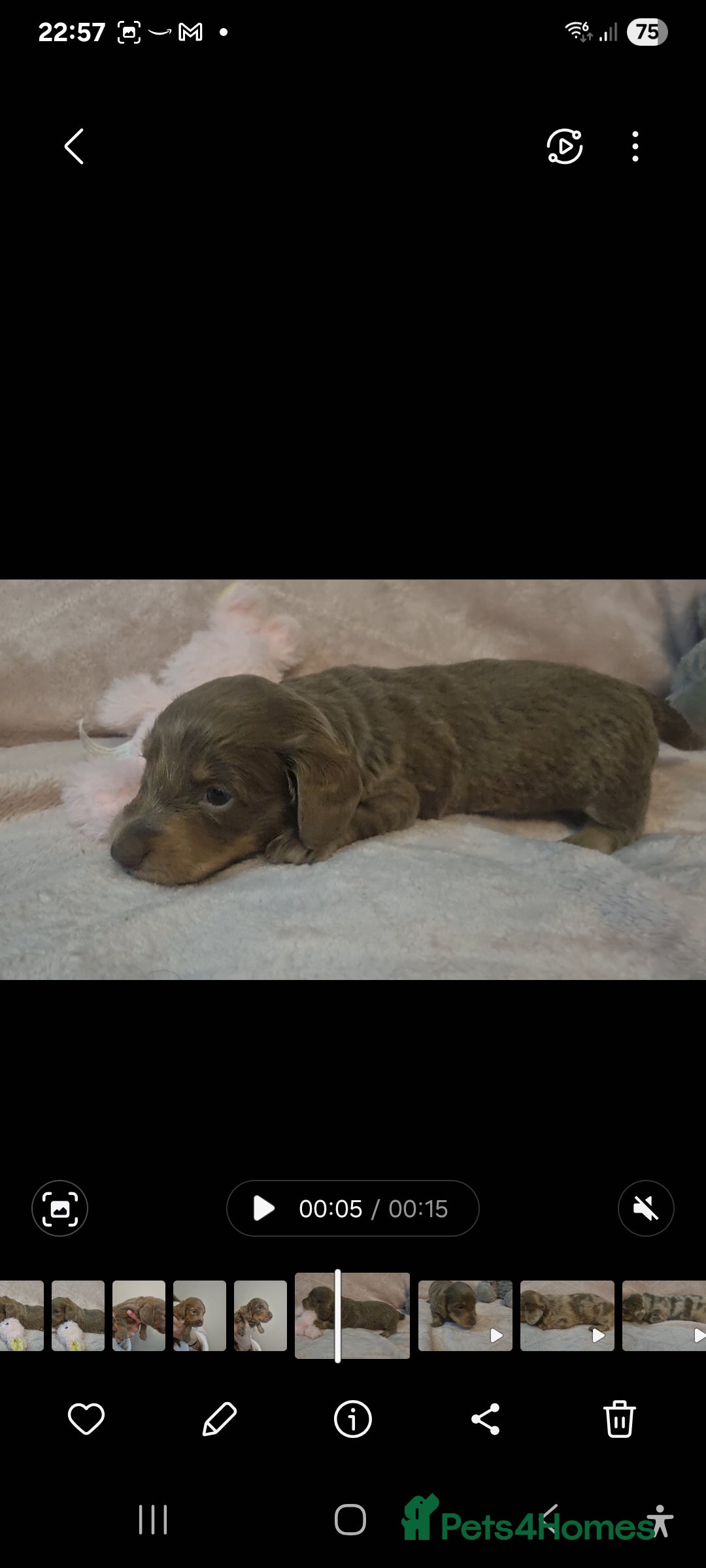 Miniature Dachshund dogs for sale:   Long haired  dachshunds puppies  top quality  - Image 3