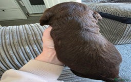 Sprocker dogs for sale: Beautiful sprocker puppies - Image 7