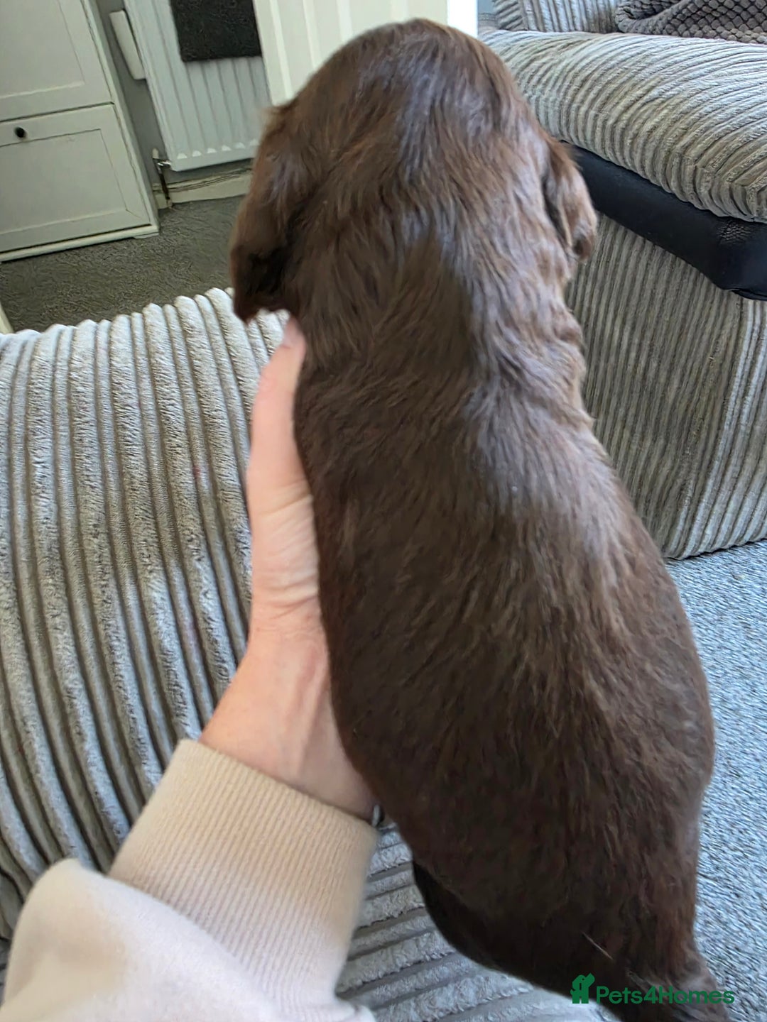 Sprocker dogs for sale: Beautiful sprocker puppies - Image 7