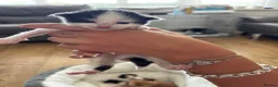 Mixed Breed cats for sale: Beautiful mixed kittens x5  in Derby - Advert 4