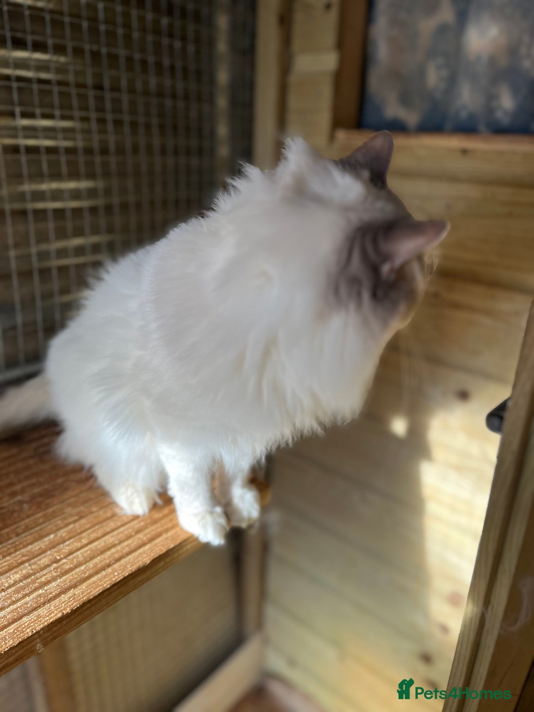 Ragdoll cats for sale: Adult male  ragdoll stud  - Advert 5