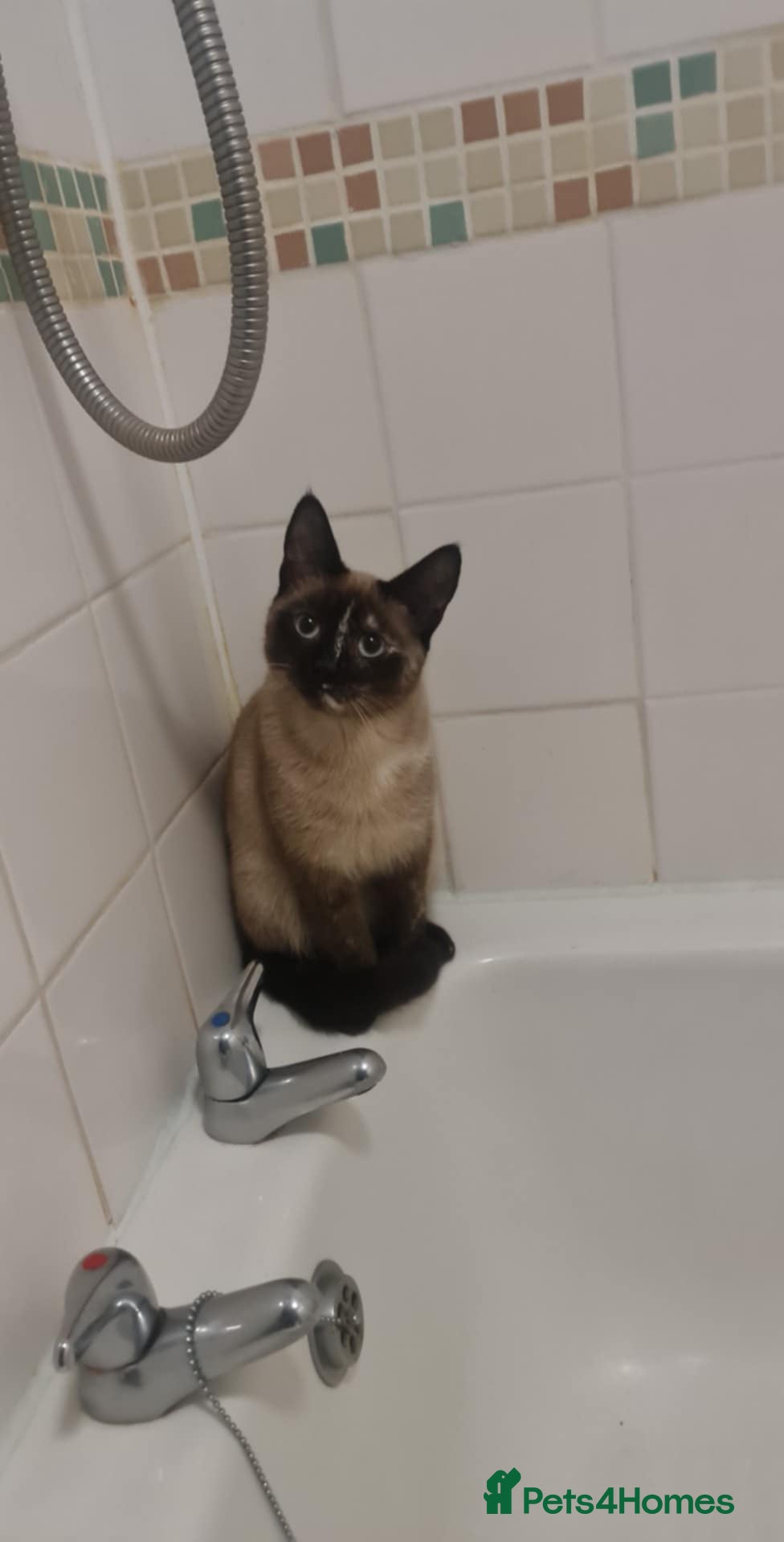 Mixed Breed cats 3 male kittens  - Advert 1