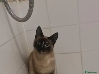 Mixed Breed cats 3 male kittens - Advert 1