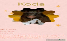 Hamster rodents for sale: Hamster - Image 4