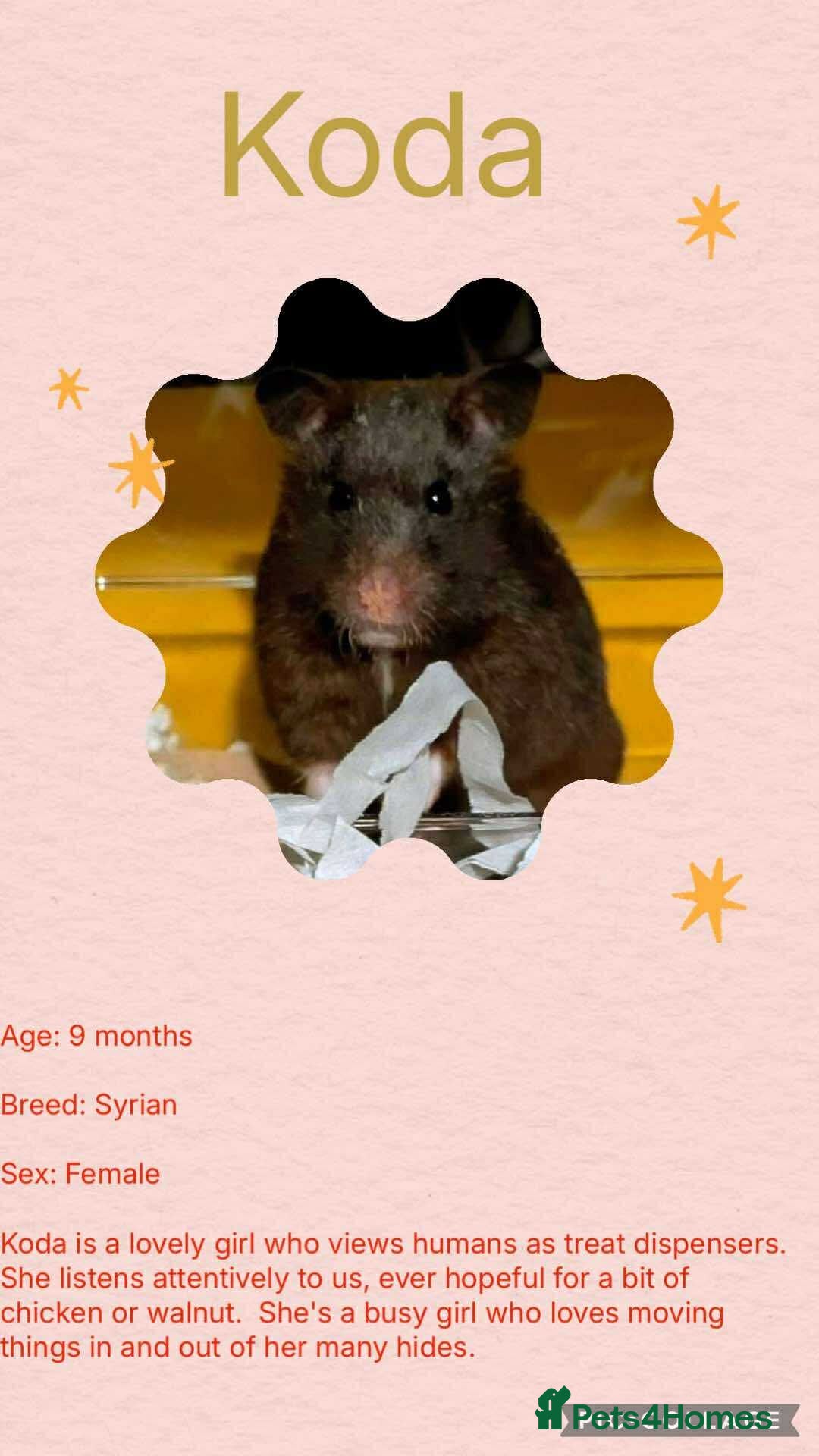 Hamster rodents for sale: Hamster - Image 4