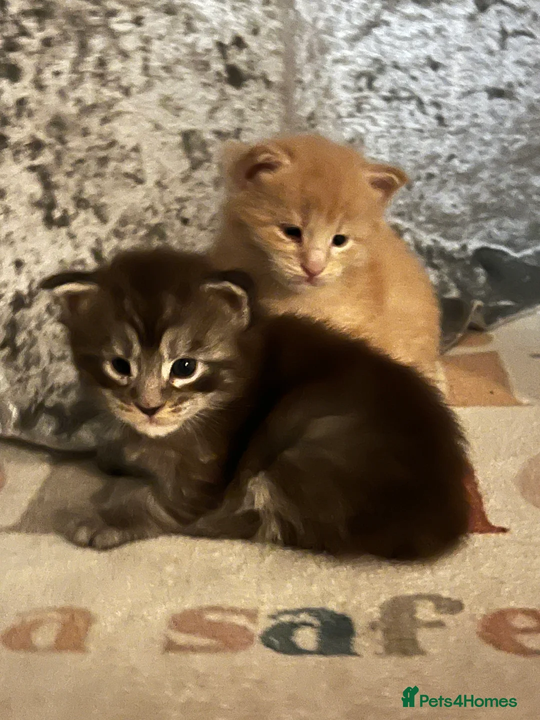 Maine Coon cats for sale: Register Maine Coon Kittens  - Advert 13