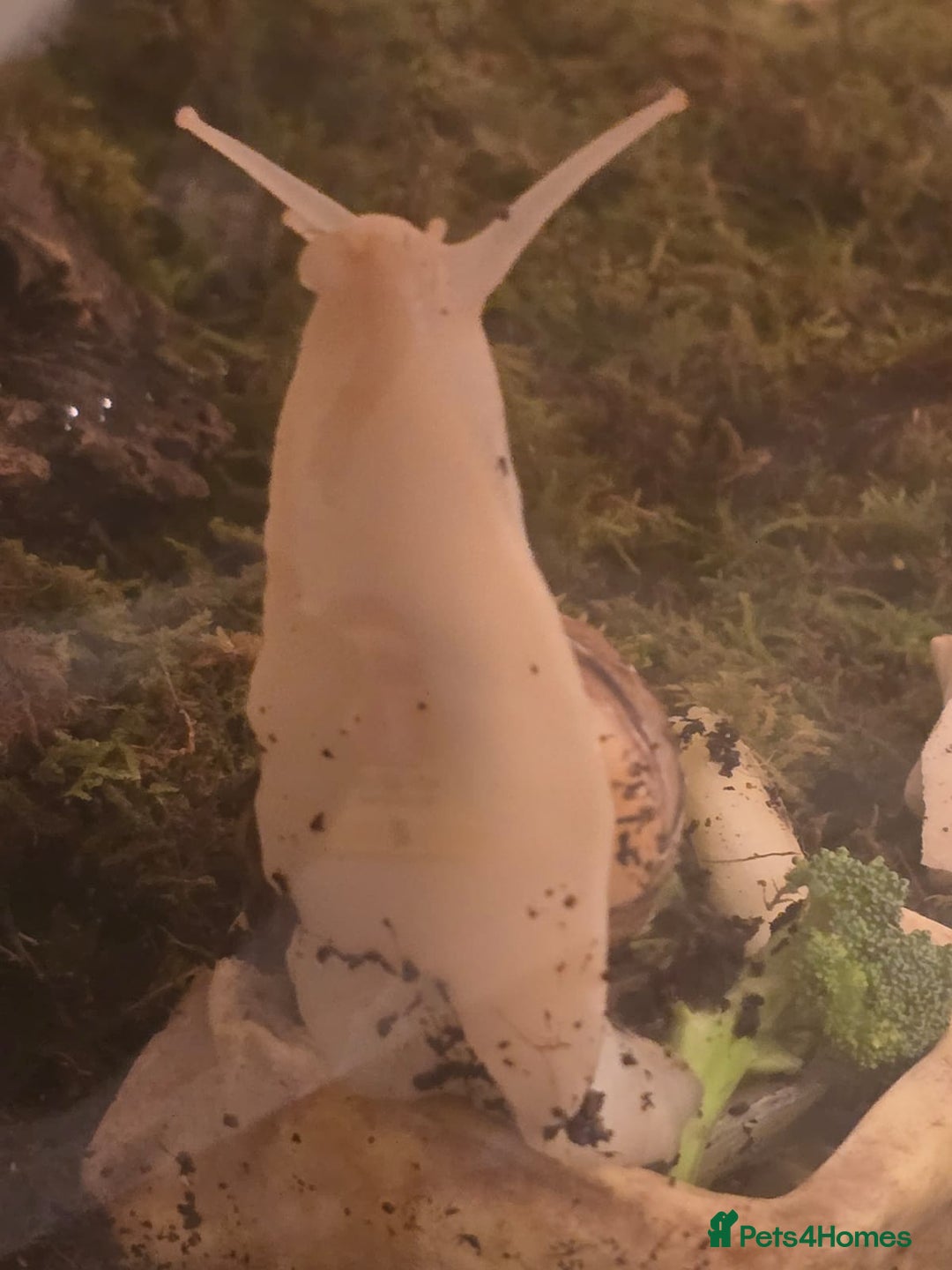 Snails invertebrates for sale: Albino Giant African Land Snail Set Up - Advert 2