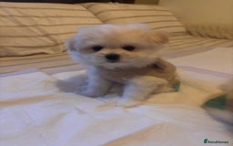 Pomapoo dogs for sale: Pomapoo Puppy - Advert 11