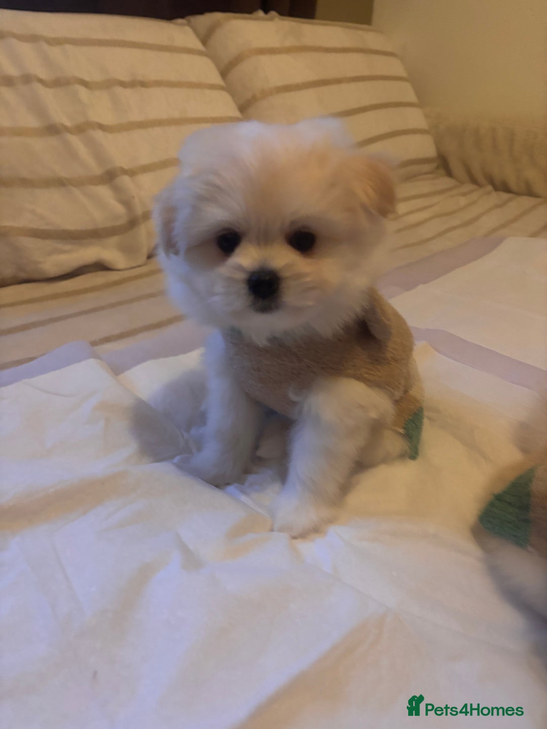 Pomapoo dogs for sale: Pomapoo Puppy - Advert 11