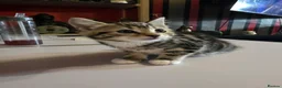 Mixed Breed cats for sale: tuxido and tabby kittens  - Advert 4