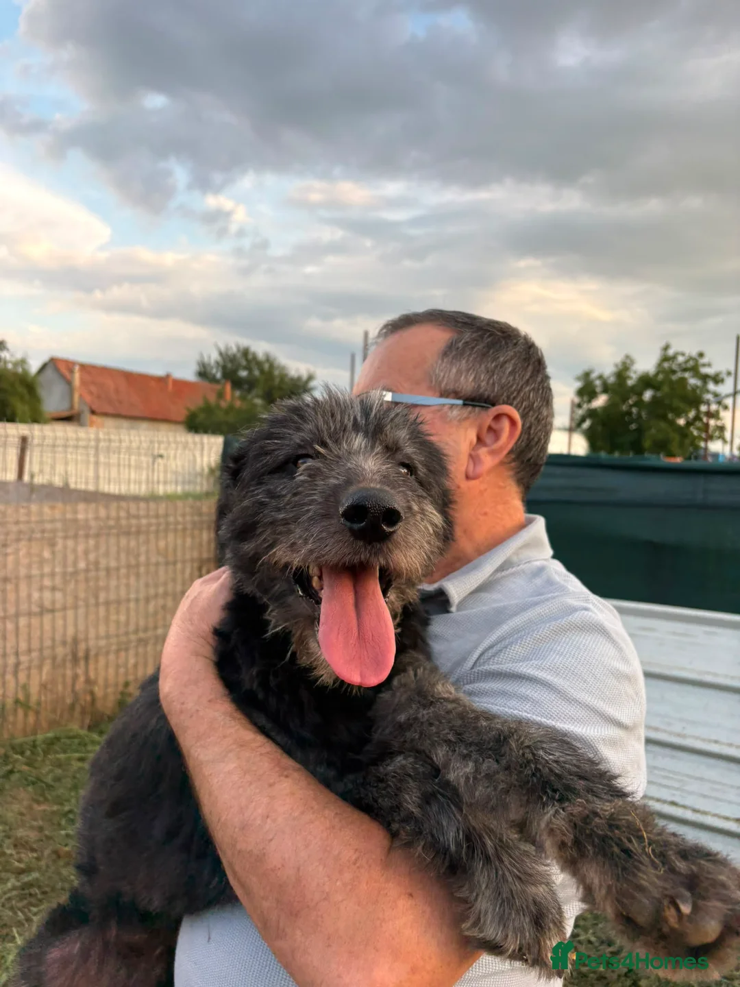 Mixed Breed dogs for adoption: 🌲VICTOR, From Forgotten Forest to Faithful Friend - Advert 1