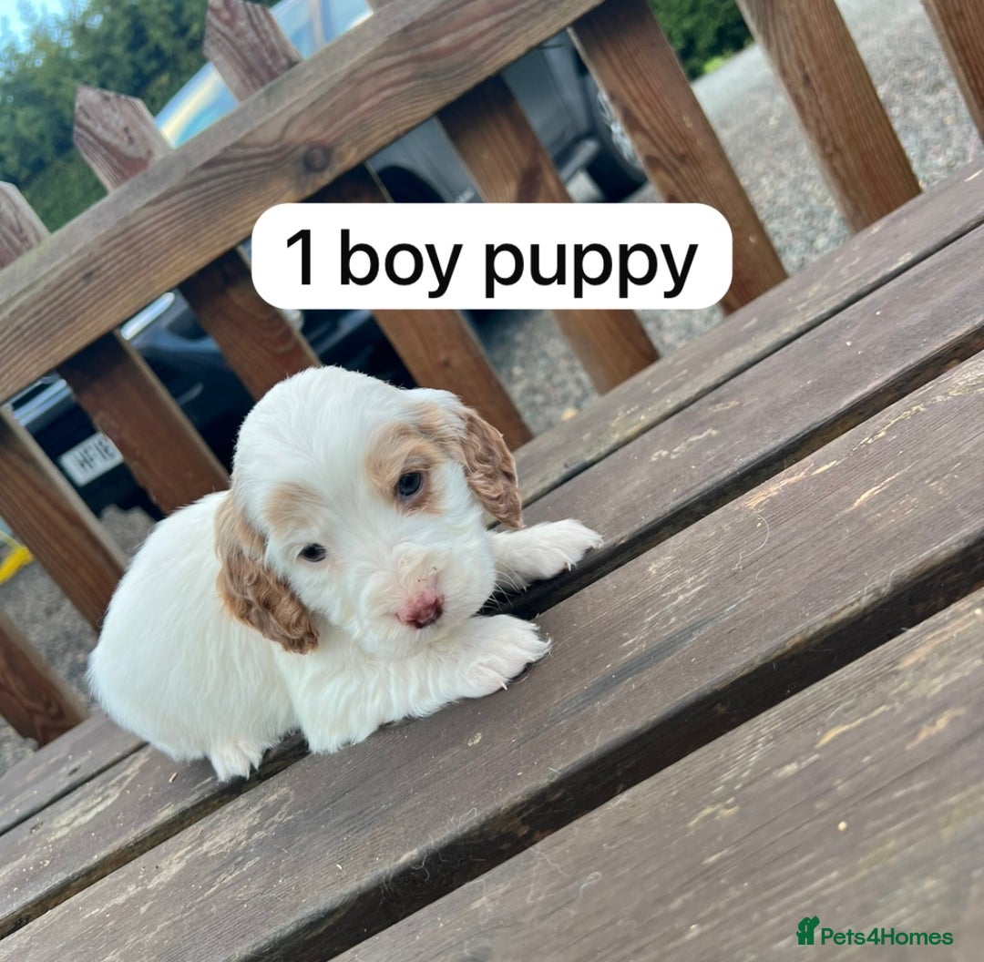 Cockapoo dogs for sale: Cockapoo puppy’s  - Advert 5