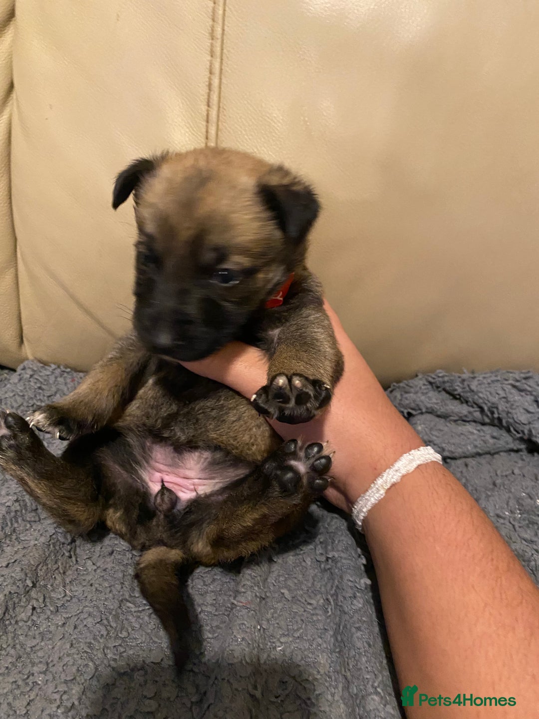 Belgian Shepherd Dog dogs for sale: Belgian Malinois puppies - Advert 11