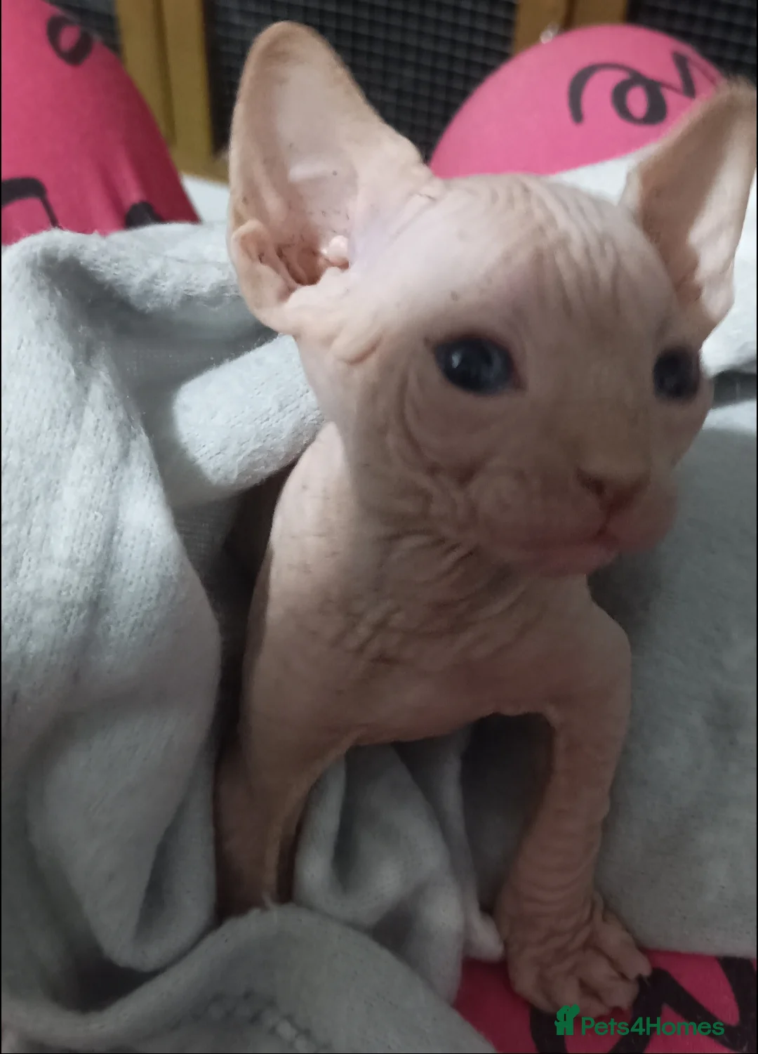 Sphynx cats for sale: ADORABLE PEDIGREE MALE SPHYNX KITTENS  - Advert 7