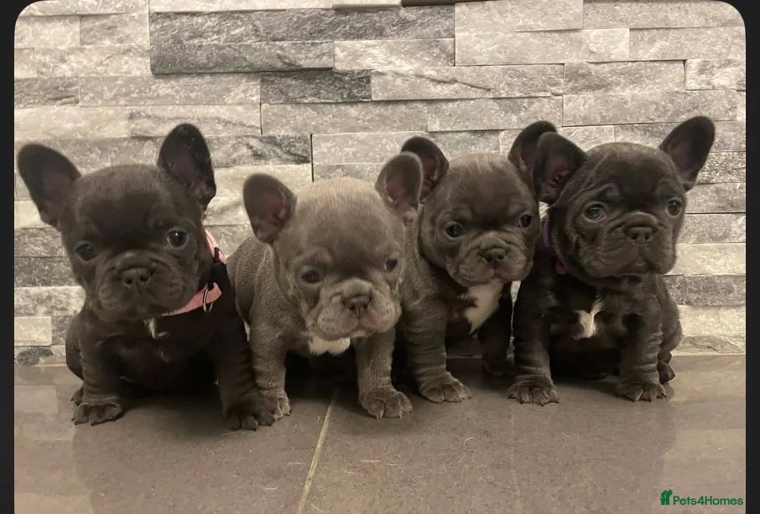French Bulldog dogs for sale: French bulldog - Advert 1