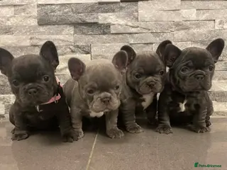 French Bulldog dogs French bulldog - Advert 2