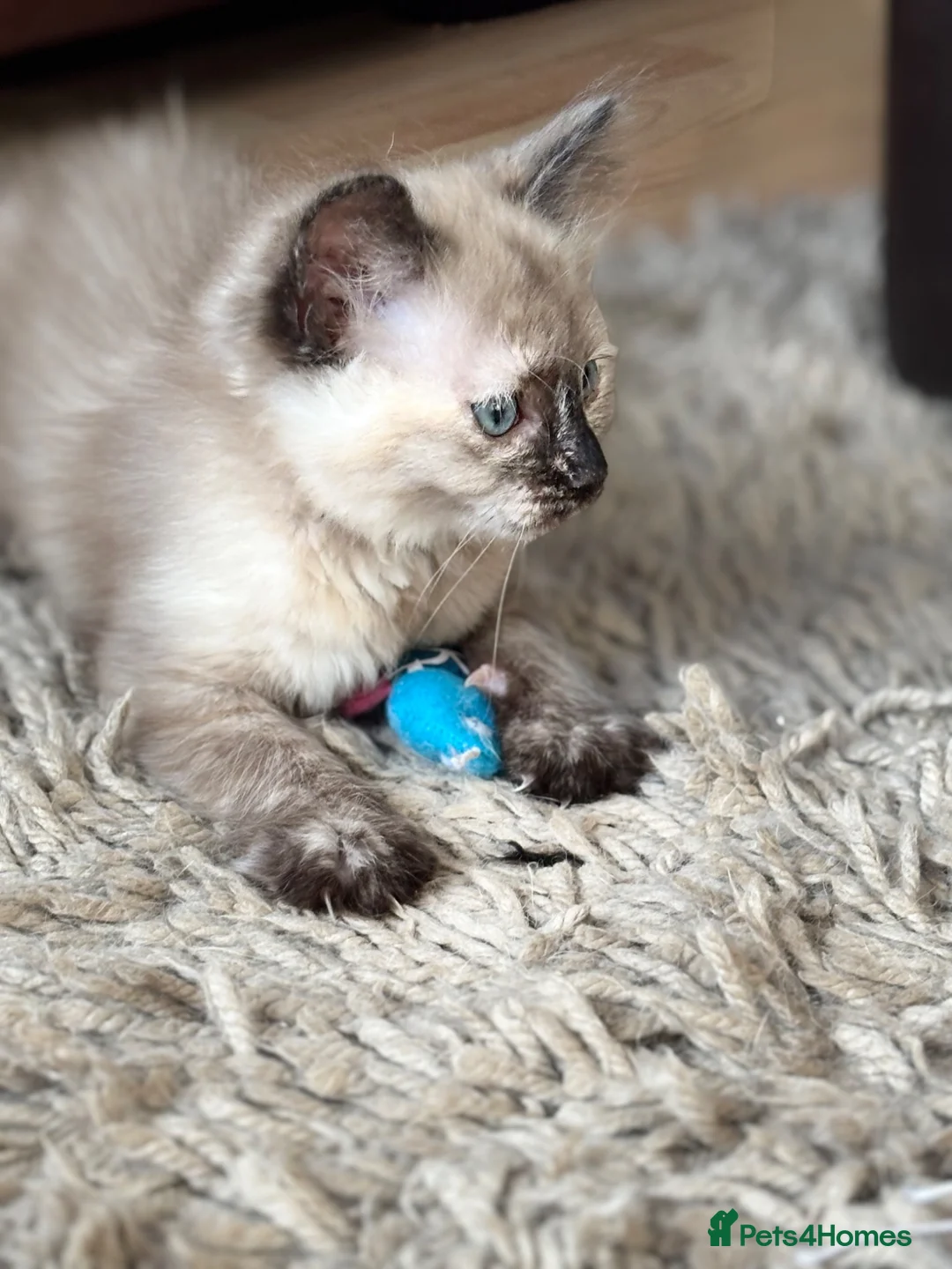 Ragdoll cats for sale: Gorgeous Ragdoll x female available now - Advert 2