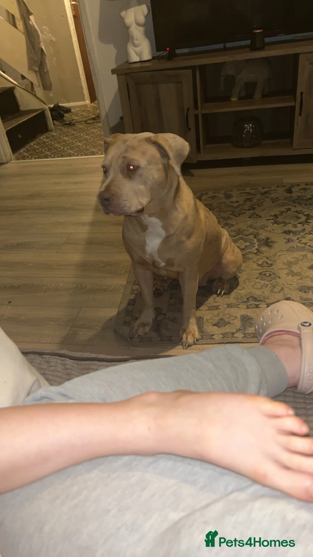 Mixed Breed dogs for sale: American bulldog mix - Advert 9