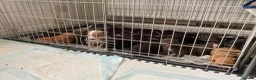 Mixed Breed dogs for sale: Staffie Mix litter of 10 - Advert 8