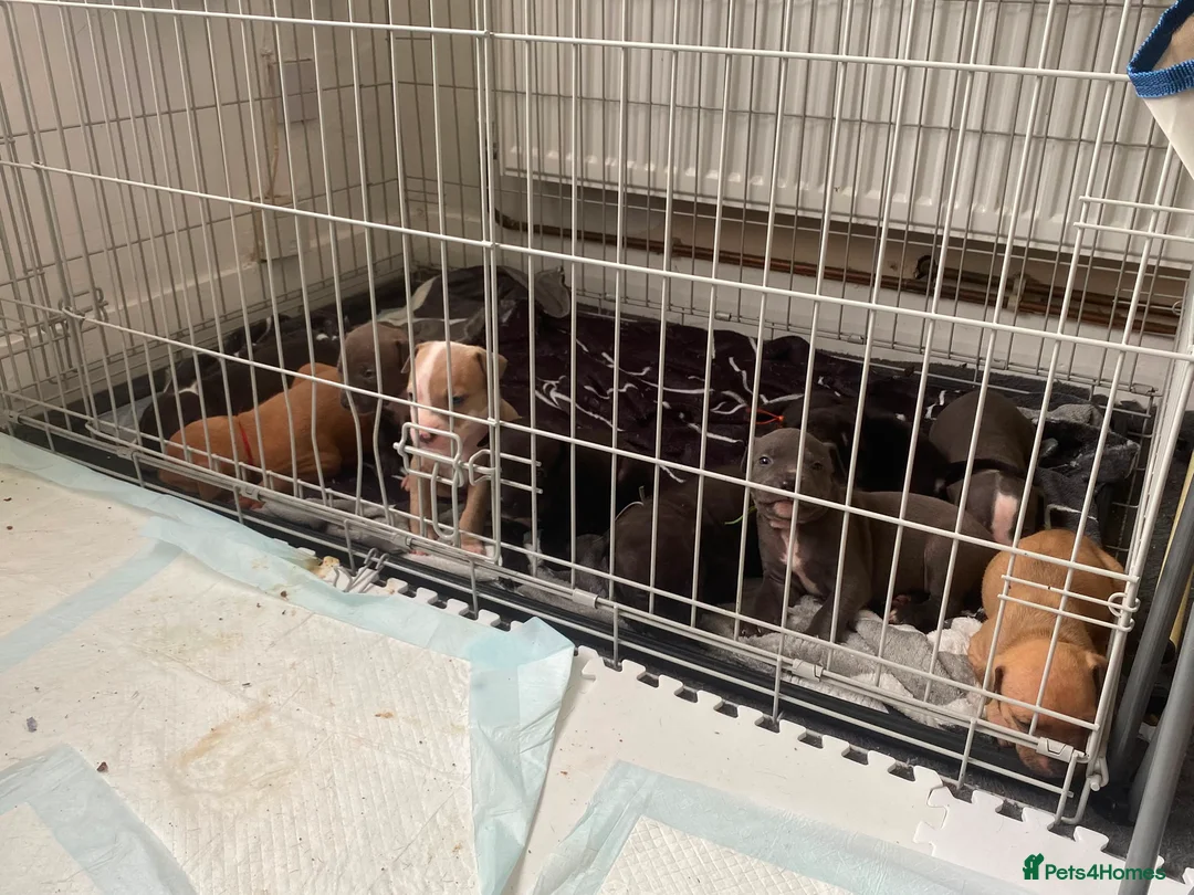 Mixed Breed dogs for sale: Staffie Mix litter of 10 - Advert 8