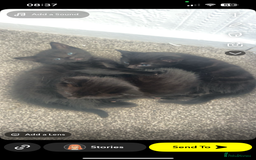 Domestic Shorthair cats for sale: 3 black tabby kitten for sale  - Image 5