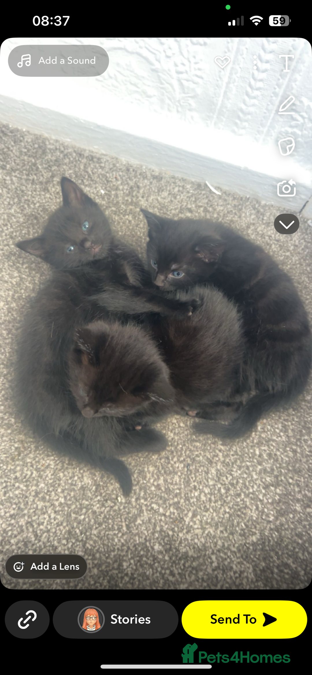 Domestic Shorthair cats for sale: 3 black tabby kitten for sale  - Image 5