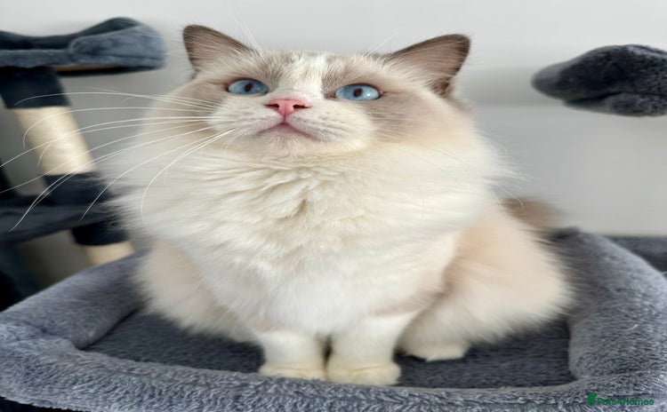 Ragdoll cats - Advert 15