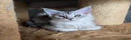 Maine Coon cats for sale: Stunning registered Maine Coon kittens - Advert 18