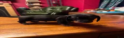 Miniature Dachshund dogs for sale: 3 male Miniature Dachshunds for sale in Bolton - Advert 11