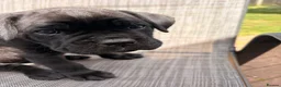 Cane Corso dogs for sale: Cane corso puppies for sale - Advert 17