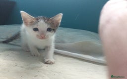 Mixed Breed cats for sale: Very frendly kittens - Image 1