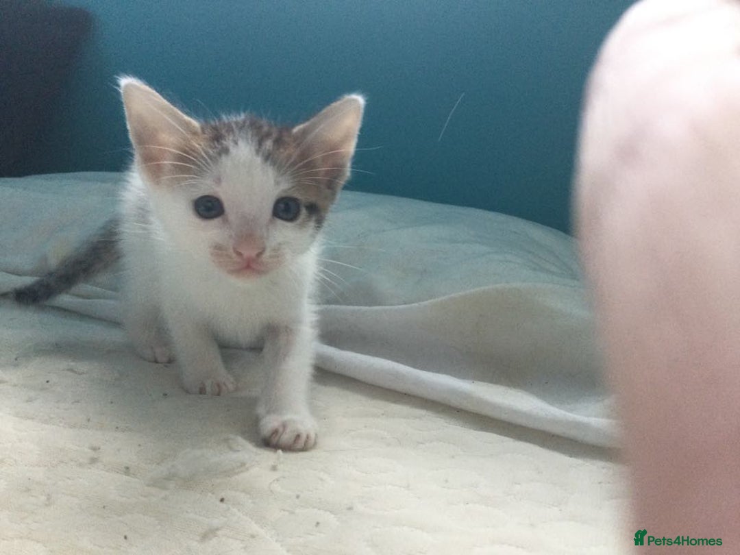 Mixed Breed cats for sale: Very frendly kittens - Image 1