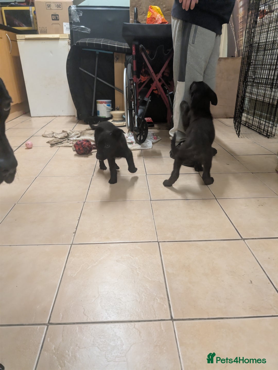 Mixed Breed dogs for sale: Cane corso x German shepherd pups  - Advert 5