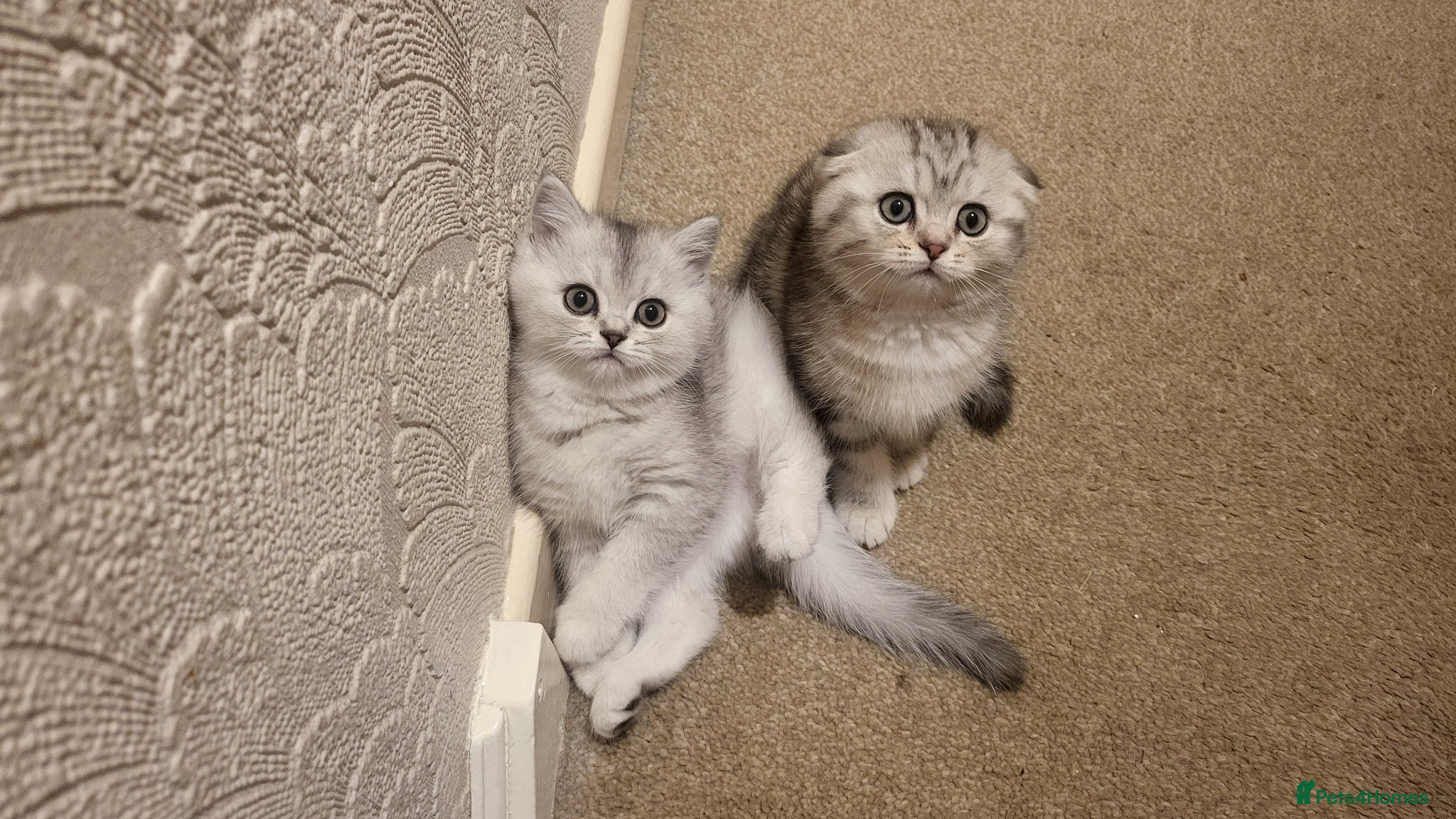 British Shorthair cats Amazing Scottish kittens ready to leave - Advert 3