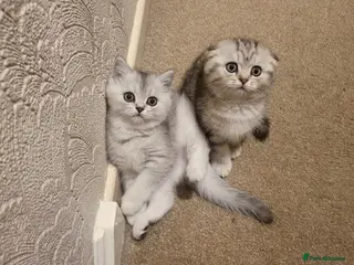 British Shorthair cats Amazing Scottish kittens ready to leave - Advert 3