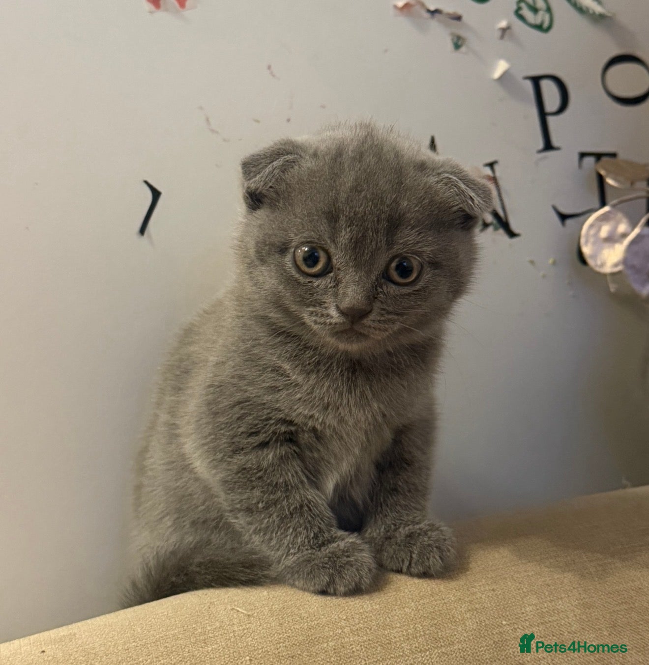Scottish Fold cats for sale: 🐾  Adorable Scottish Fold Kittens  - Advert 7