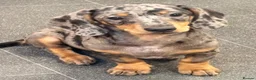 Miniature Dachshund dogs for sale: Miniature Dachshund Puppies - Ready for homes - Advert 5