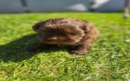 Shih Tzu dogs for sale: Shih Tzu Imperial (Karashishi) - Image 15