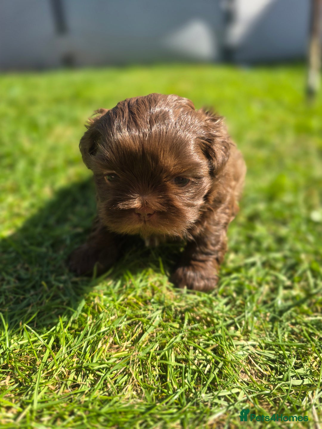 Shih Tzu dogs for sale: Shih Tzu Imperial (Karashishi) - Image 15