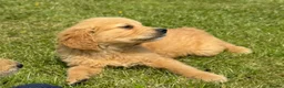 Mini Goldendoodle dogs for sale:   Like owning a miniature fluffy Golden Retriever - Advert 29