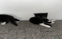 Mixed Breed cats for sale: Black and White Tuxedo Kittens Ready for New Homes - Image 5