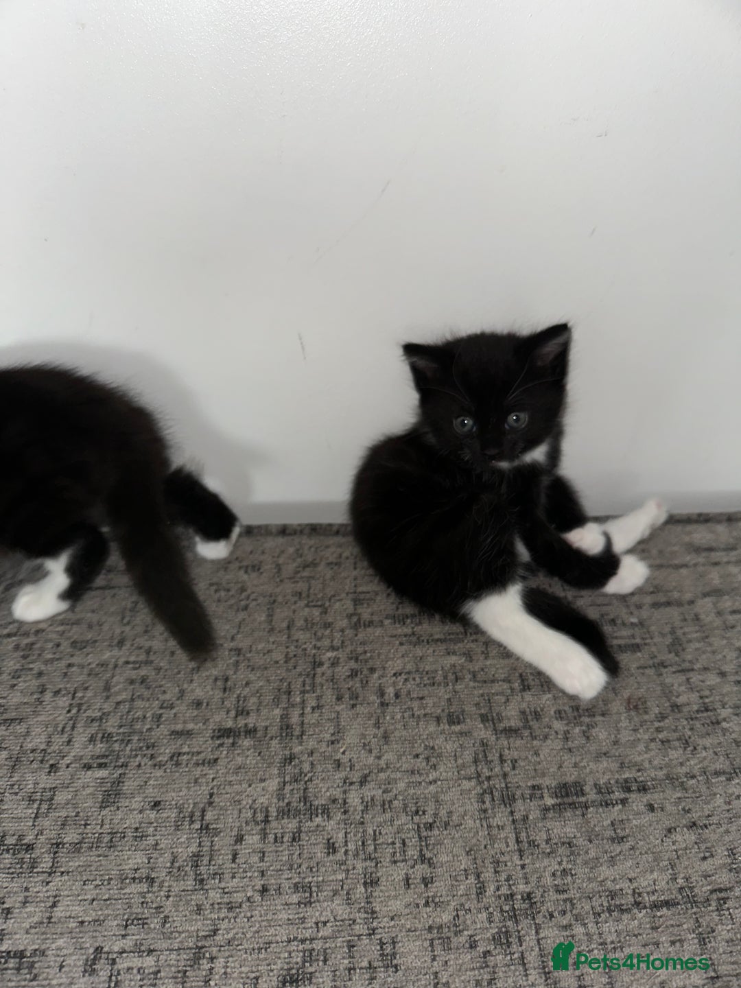 Mixed Breed cats for sale: Black and White Tuxedo Kittens Ready for New Homes - Image 5