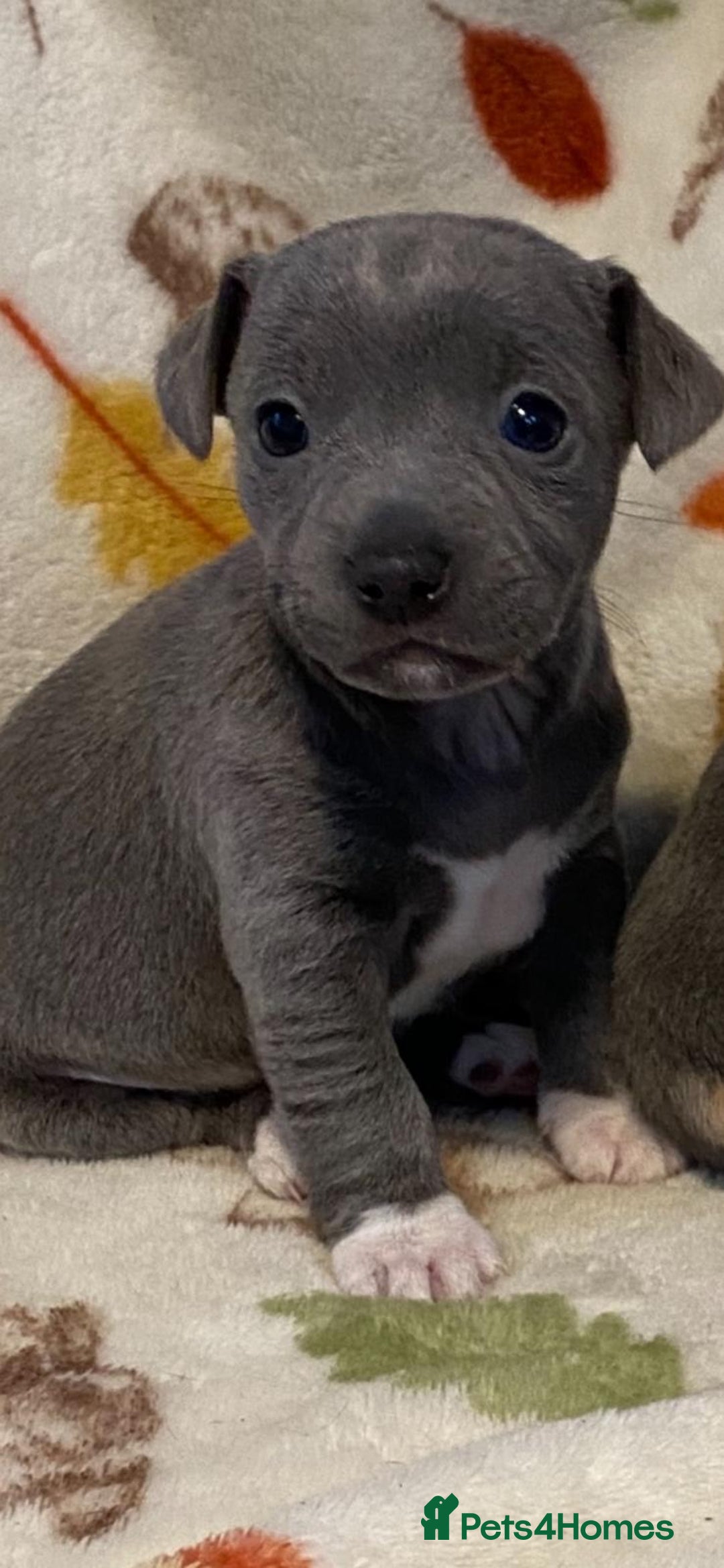 Jack Russell dogs for sale:  beautiful All blue smooth coated short legged JRT - Advert 11