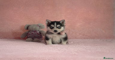 Pomsky dogs - Advert 2