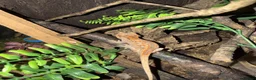 Gecko reptiles for sale: 5 Month old Orange Gargoyle Gecko - Advert 2