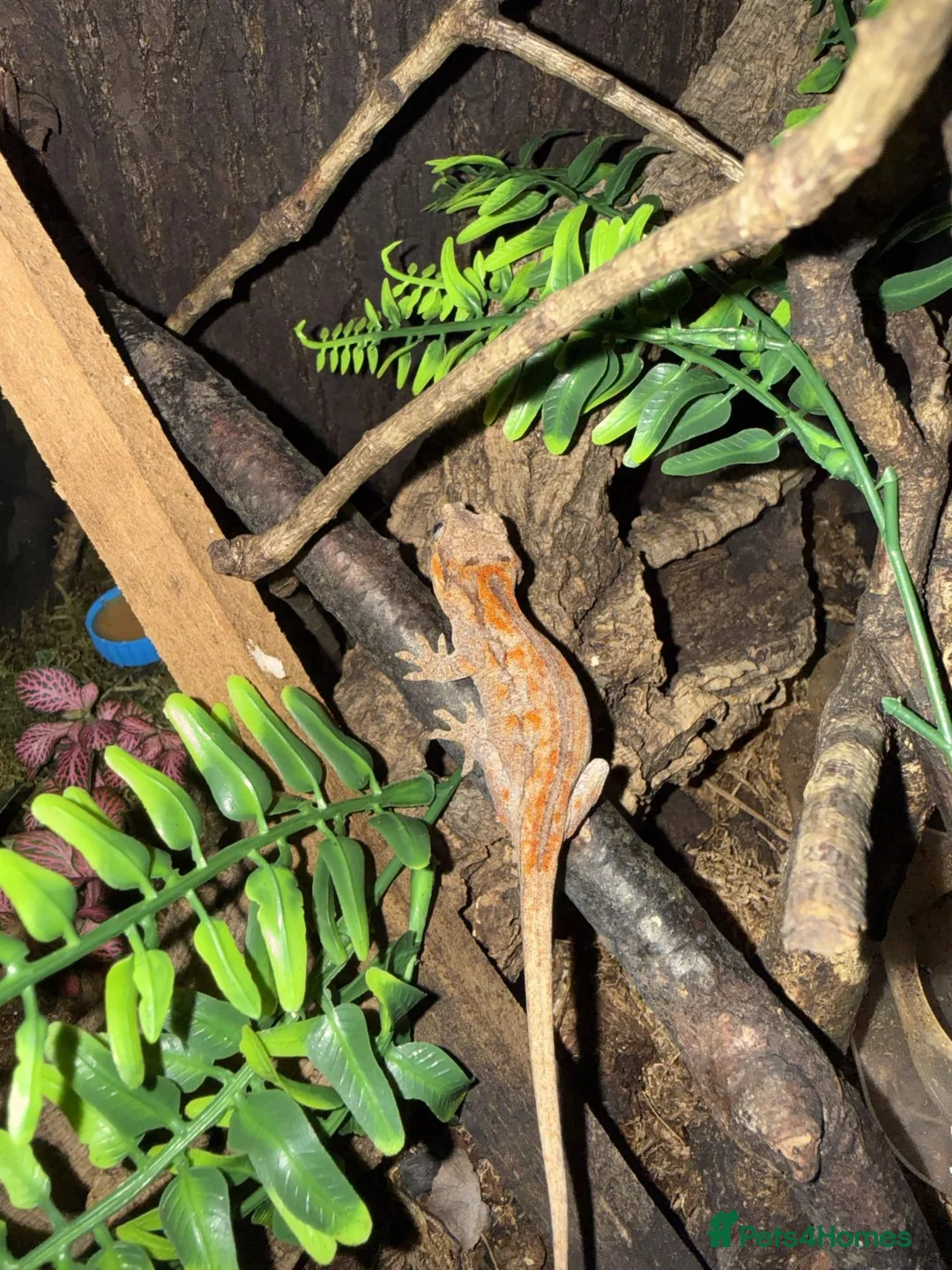 Gecko reptiles for sale: 5 Month old Orange Gargoyle Gecko - Advert 2