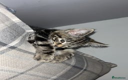 Domestic Shorthair cats for sale: Very loving tabby kitten ready now  - Image 4