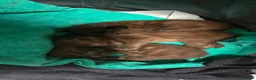Maine Coon cats for sale: Beautiful Smoke/tabby Mainecoonx in Eastbourne - Advert 5