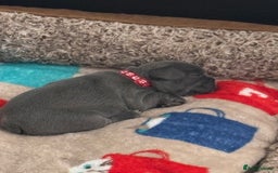 French Bulldog dogs for sale: Three stunning French bulldog puppies  - Image 8