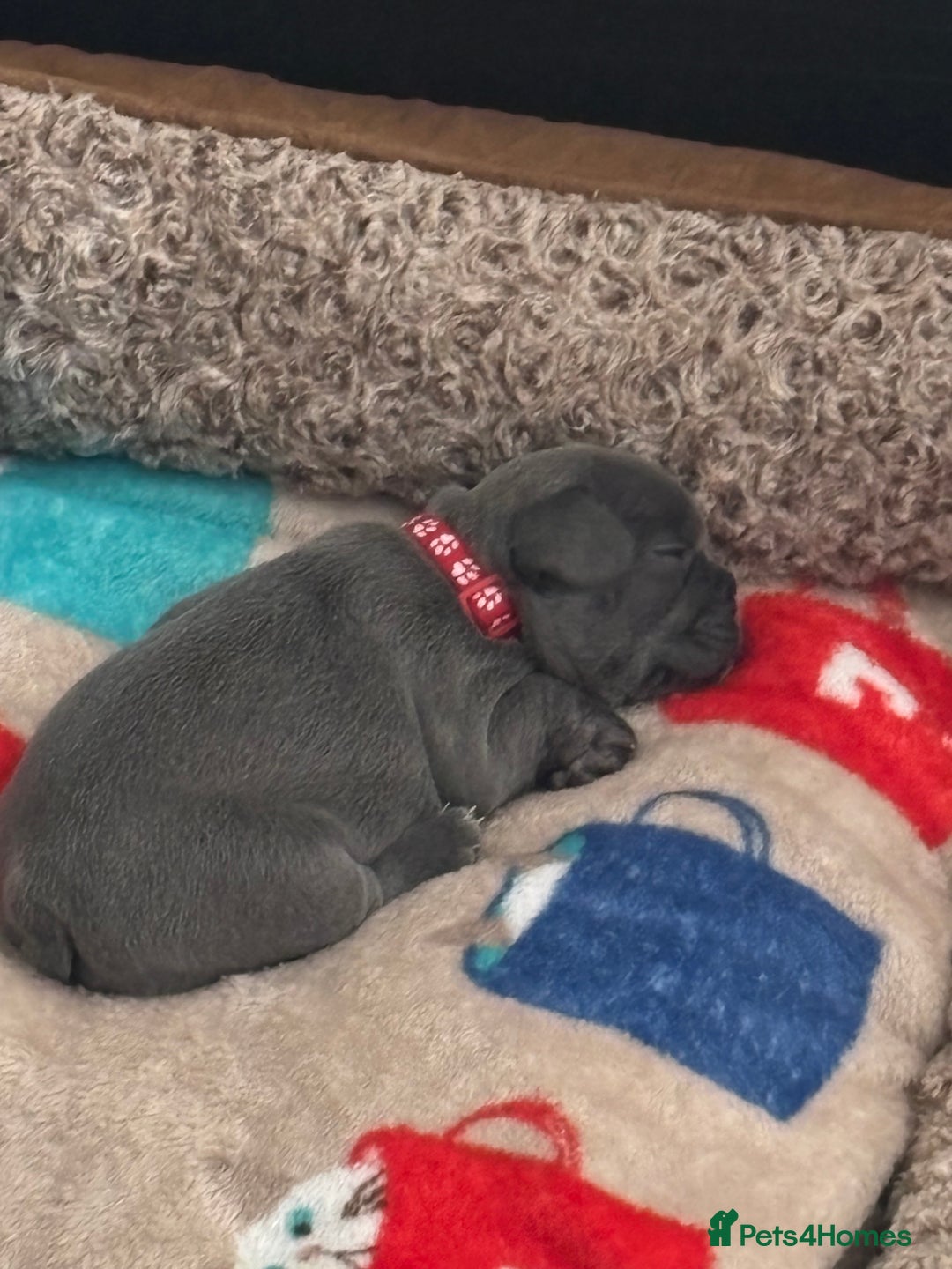 French Bulldog dogs for sale: Three stunning French bulldog puppies  - Image 8